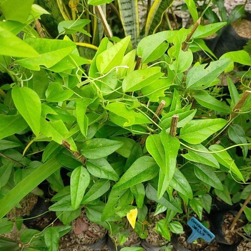 Bibit Tanaman Cincau Hijau Jelly merambat