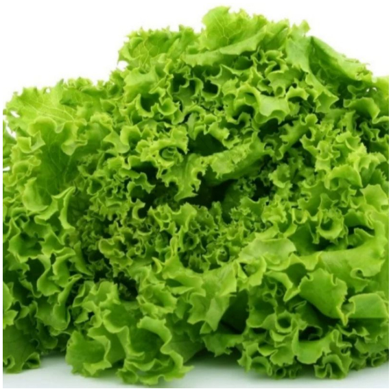 

Selada Segar 250 gr Sayur Segar Cikarang Sayur Murah Bekasi