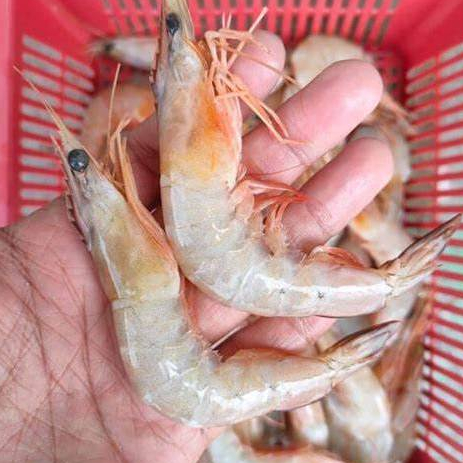 

Udang laut fresh _ 500gr