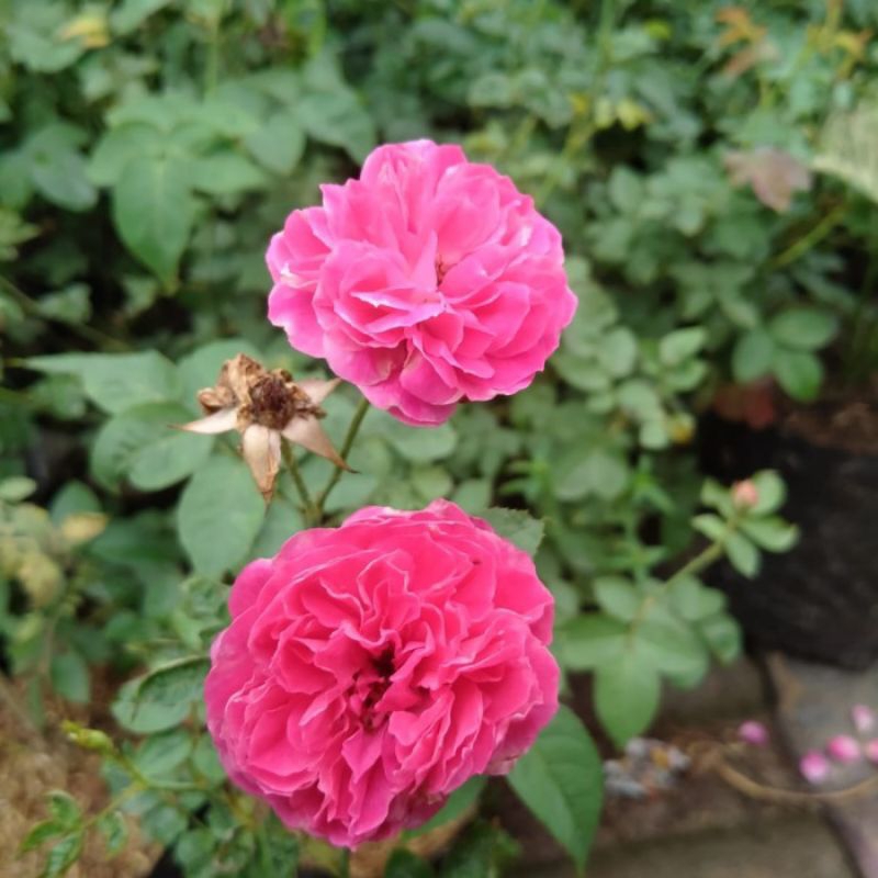 Tanaman mawar kampung bibit mawar kampung