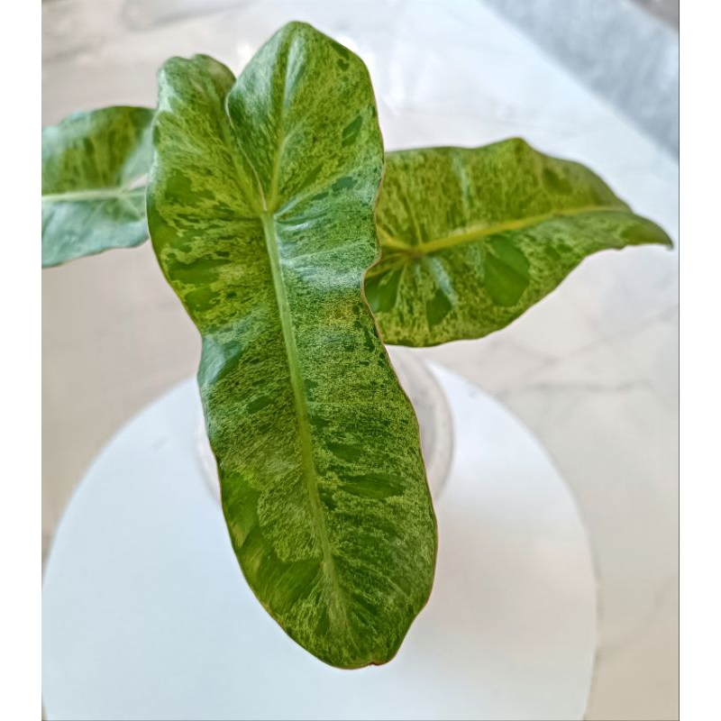 Paraiso Verde / philodendron paraiso verde