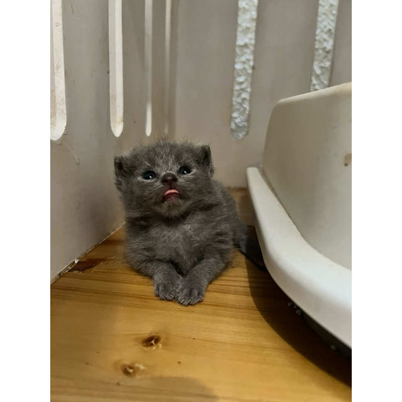 kucing scottish fold