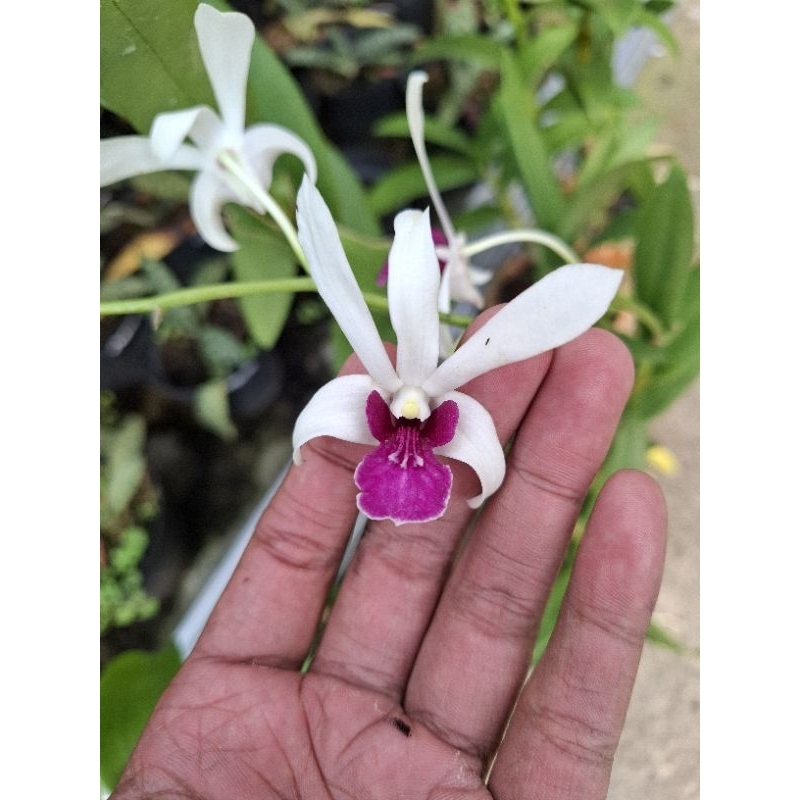 Dendrobium Mesagnil jumbo