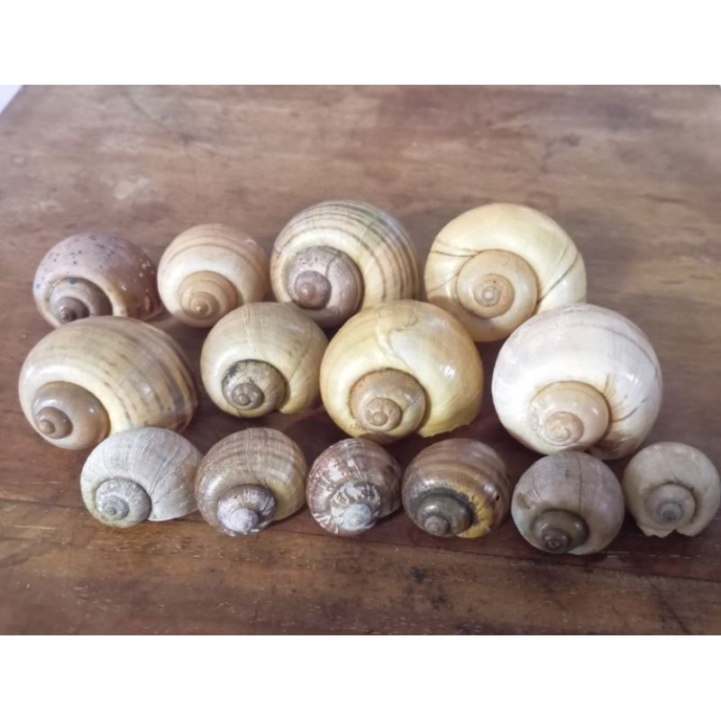 cangkang keong mas mix size (semua)