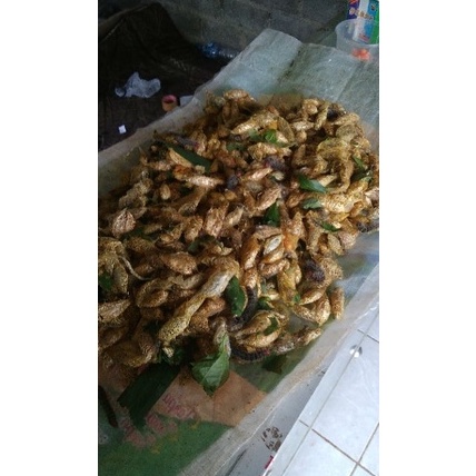 KODE T86K Kepompong alpukat isi 5 biji Umpan Bawal