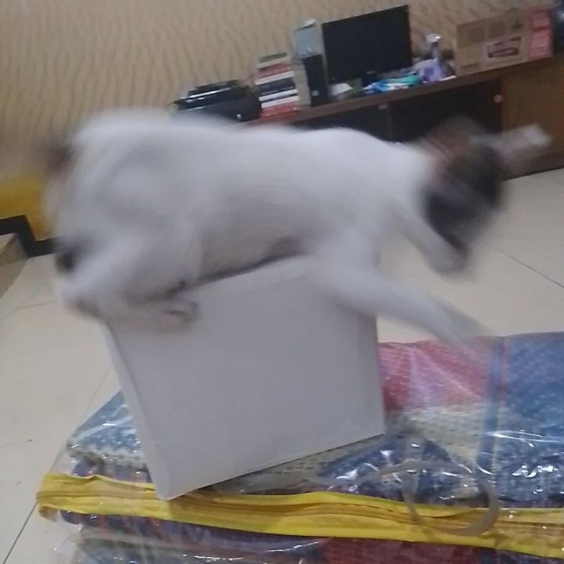 

kotak kardus