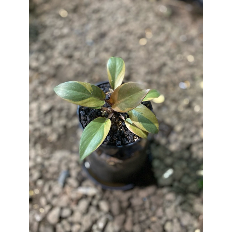 philodendron black cardinal