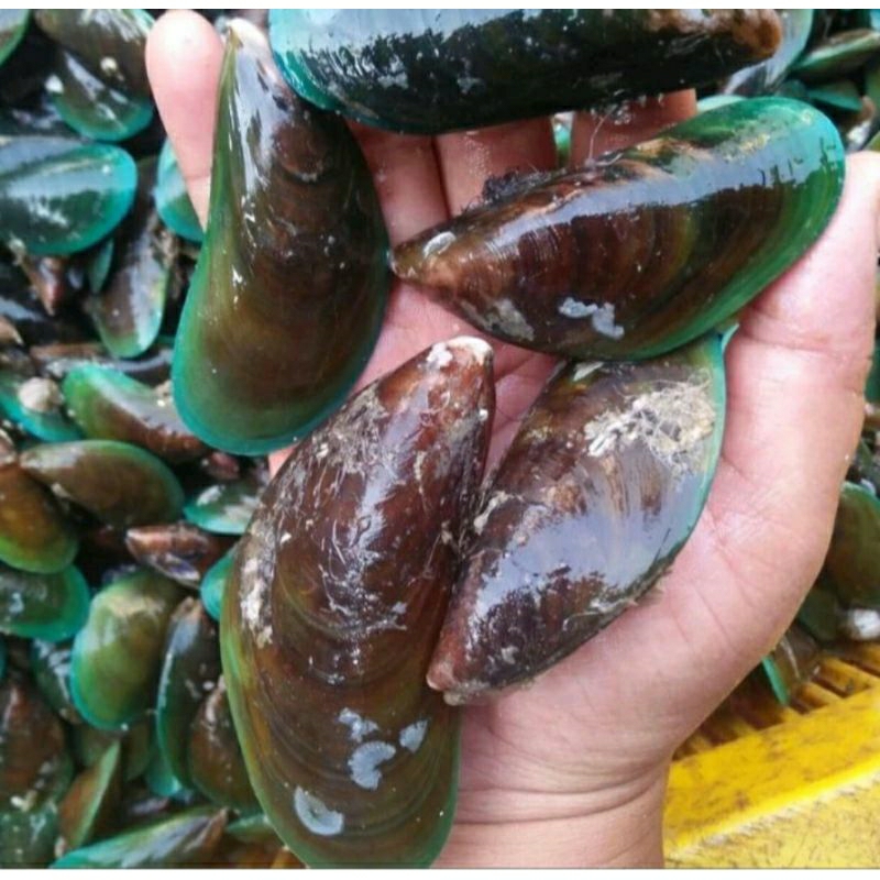 

Kerang ijo / kerang hijau fresh segar 1kg