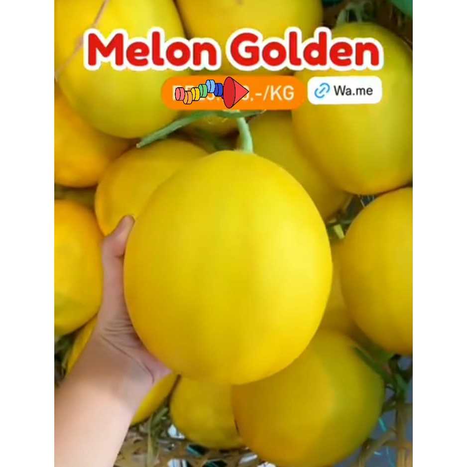 

Buah Melon Golden Bulat Utuhan (2-3kg), Ready Delivery Jogja