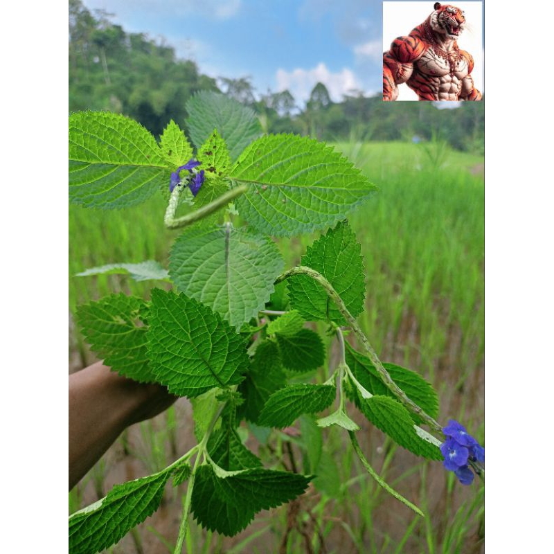 

Daun pecut kuda segar 1 kg baru petik