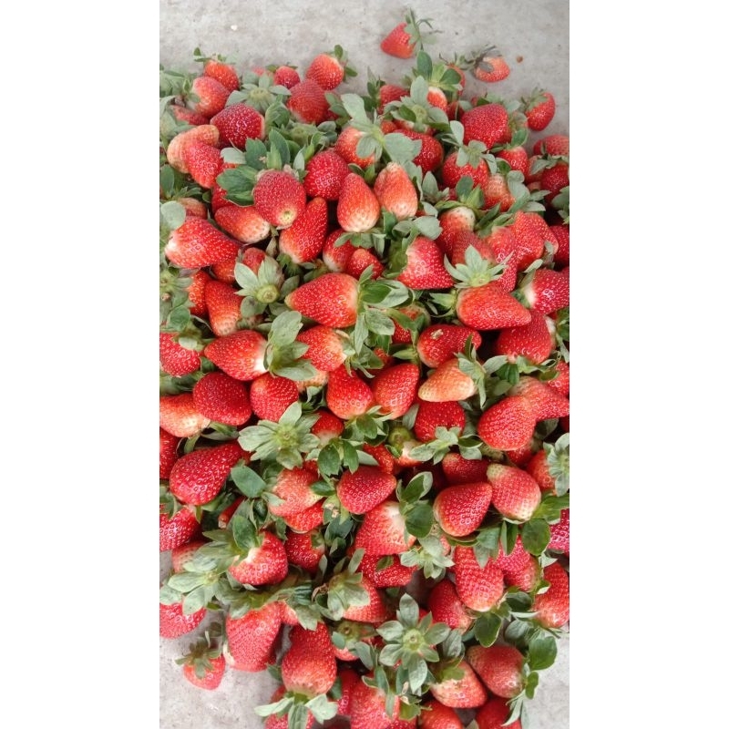 

Strawberry fresh curah full jumbo