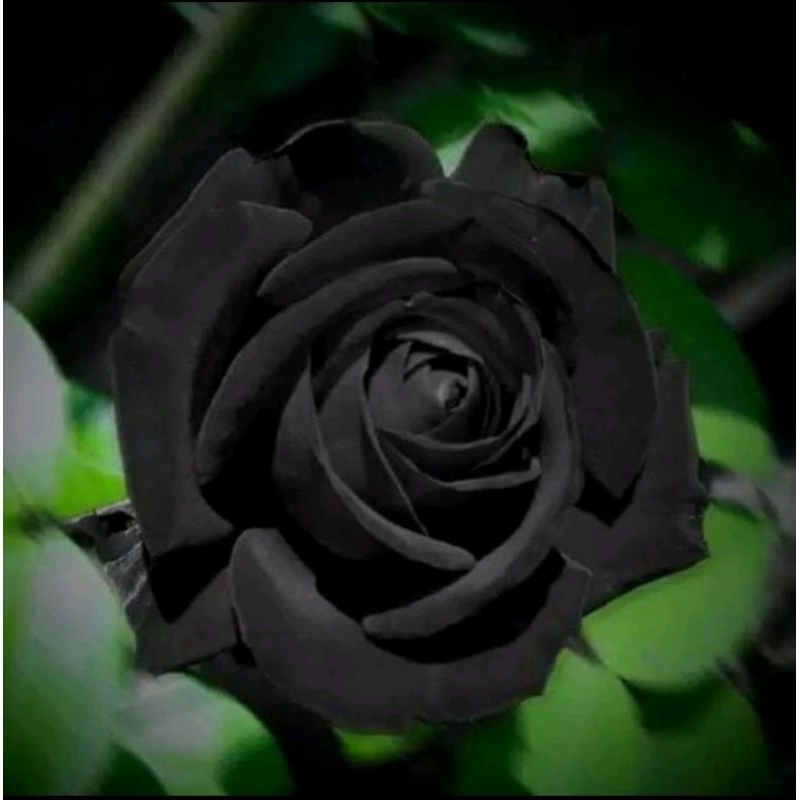 PROMOJual tanaman hias bunga mawar hitam - tanaman mawar