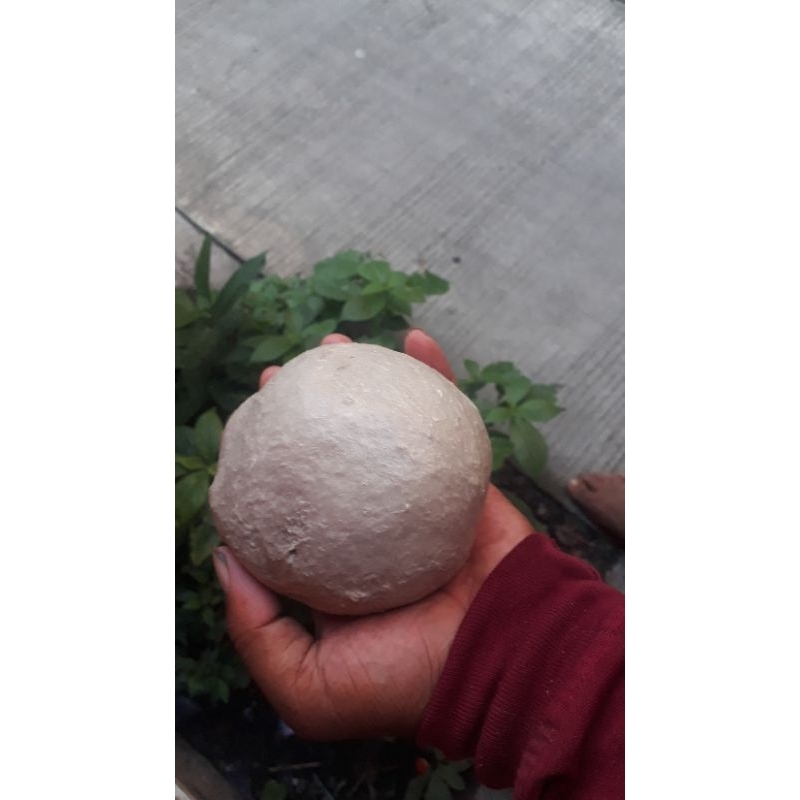 pulut asli getah bendo tahan panas anti bau