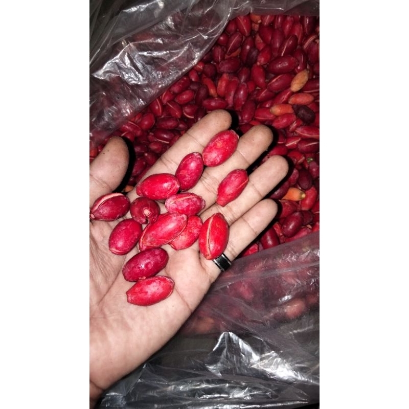 

1kg kulit melinjo mentah merah merona segar dan fresh original