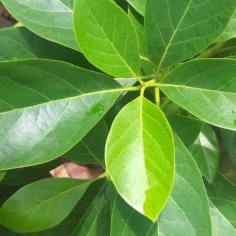 

Daun alpukat segar dipetik saat dikirim.