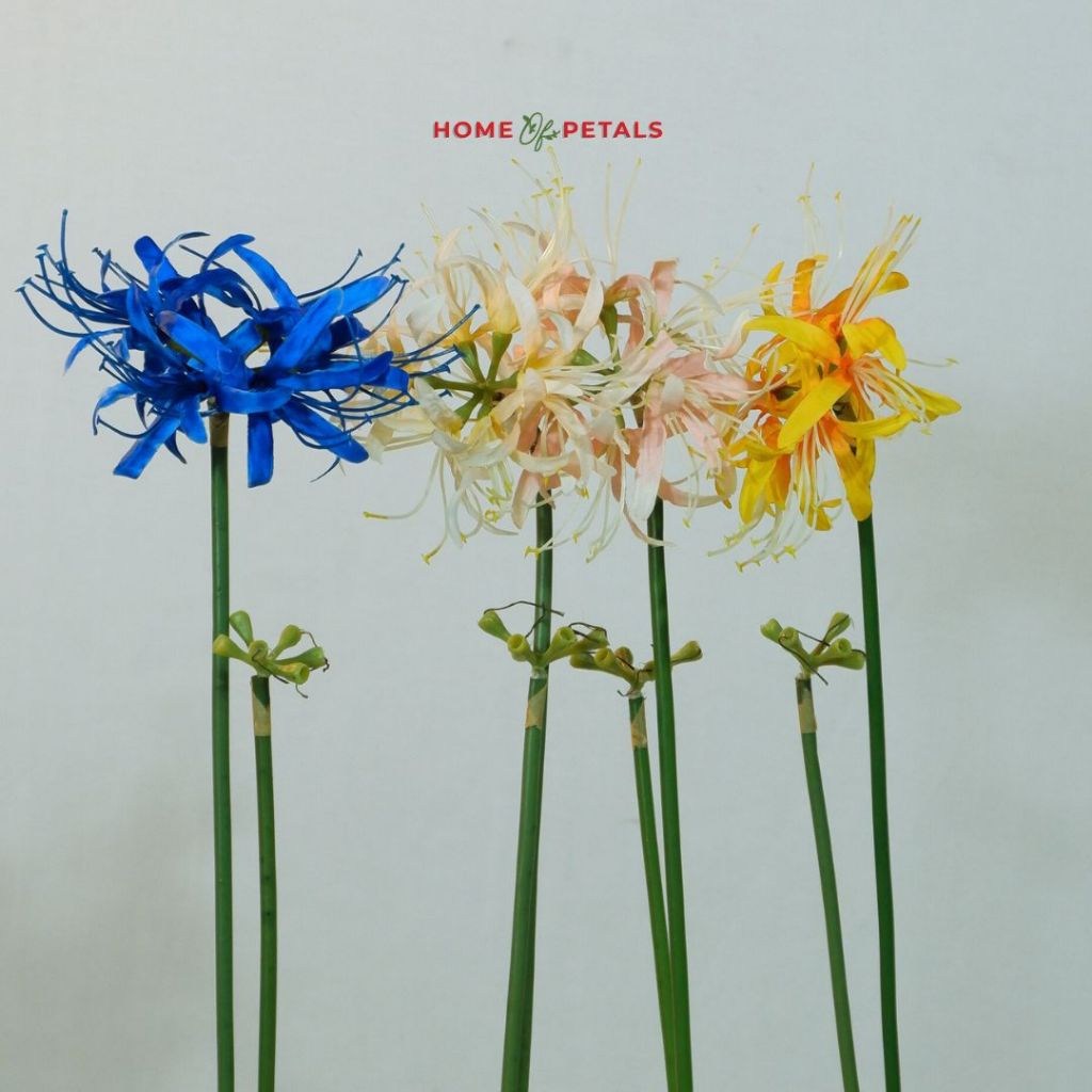 Bunga spider magic lily  corpse flower Lycoris Radiata  Artificial Flower Bunga Higabana Red Spider 