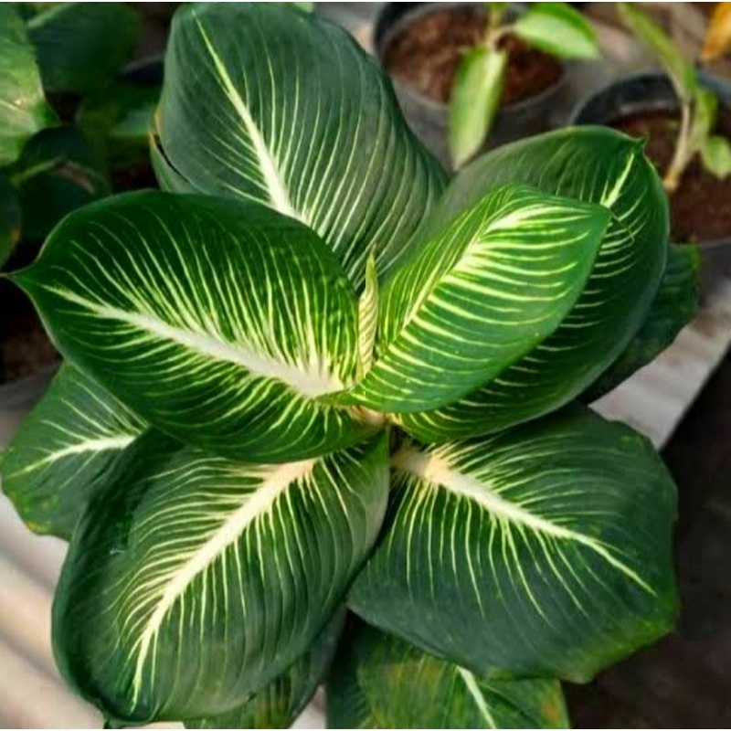 Diven gurita - tanaman hias murah meriah - diven tanaman hias cantik - tanaman hidup