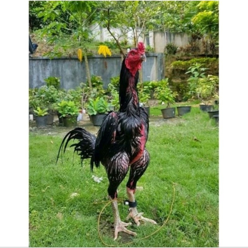 Telur Ayam Shamo Bangkok Samo Fertil