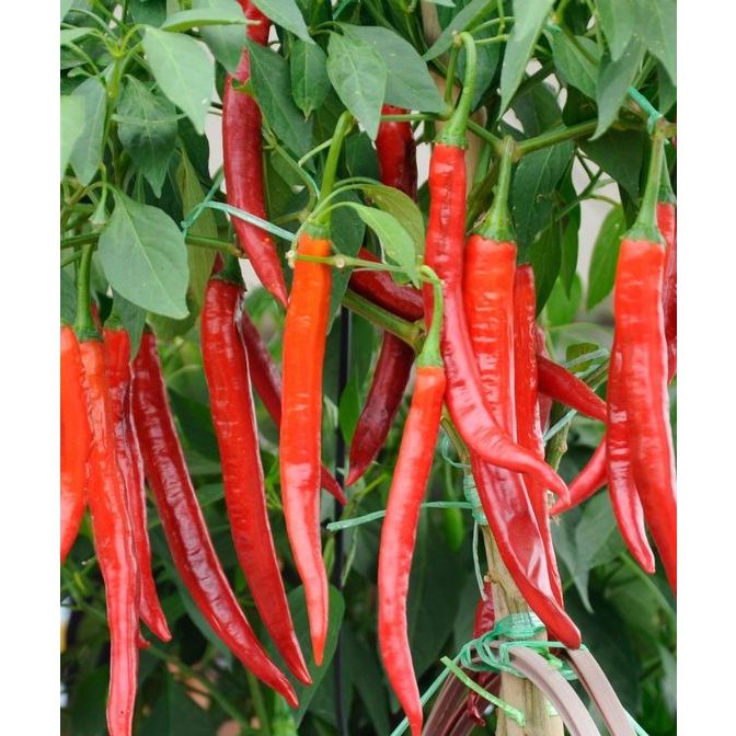 ID BENIH CABE PANJANG F1 HOT BEAUTY 50 BIJI KNOWN YOU SEED