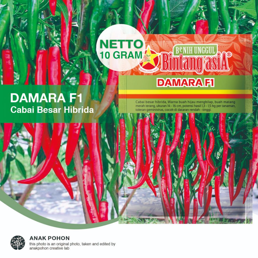 (1 PACK) Benih Cabai Besar DAMARA F1 Cabe Teropong Pedas Merah Terang Seeds - Bintang Asia - 10 GRAM