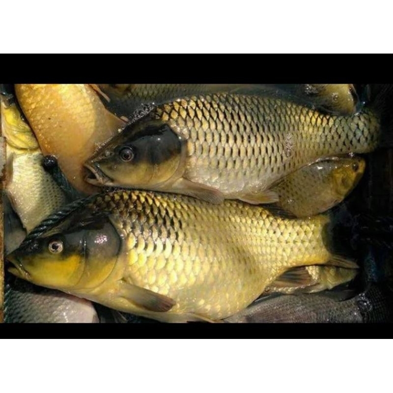 

Ikan Mas Hidup Segar Fresh 1kg - 500gram