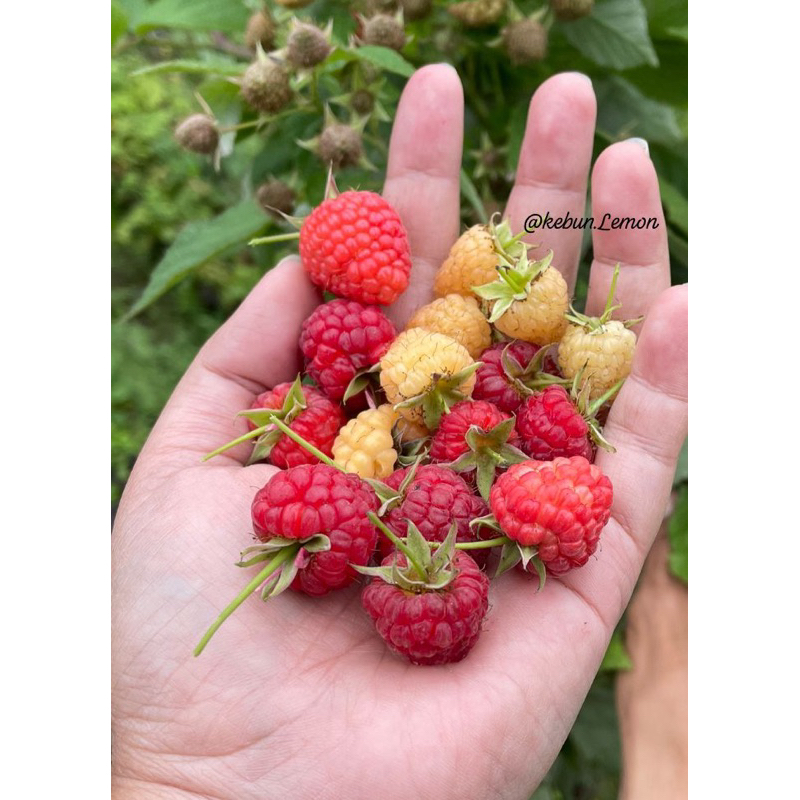 Paket Raspberry Holland ( Kuning + Merah )