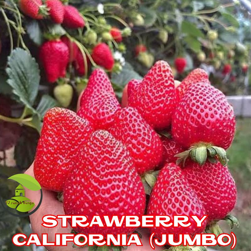 COD Benih Buah Strawberry Jumbo California Genjah Benih Bibit Strawberry Jumbo