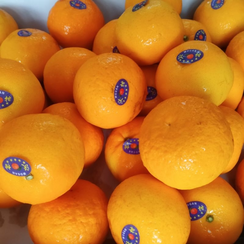 

JERUK WOGAM MANDARIN MANIS PERKG