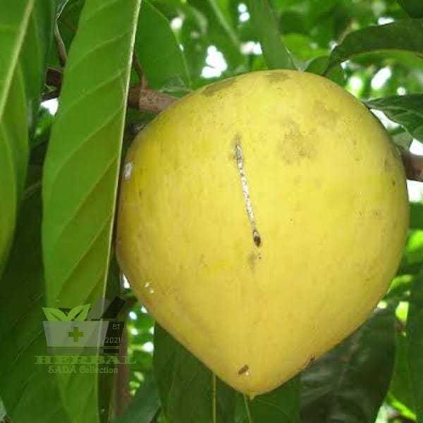 

Buah Alkesa Sawo Mentega Campolay Segar 500 gram