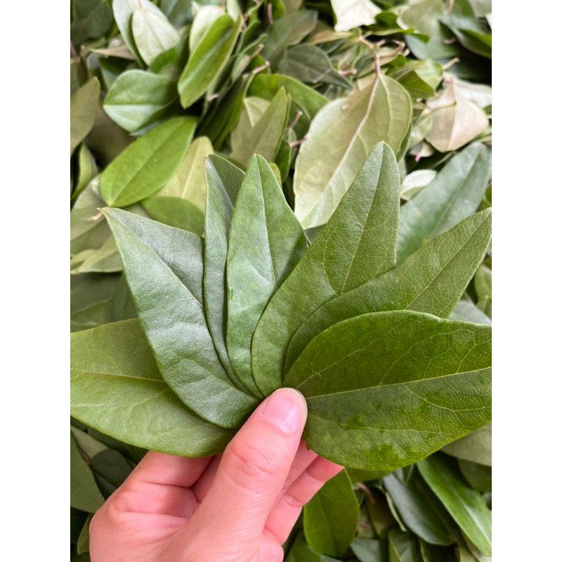 

Daun cincau hijau rambat fresh 100gram