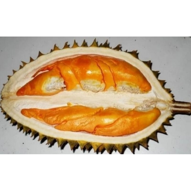 bibit tanaman buah durina lay durian lai bunga warna merah