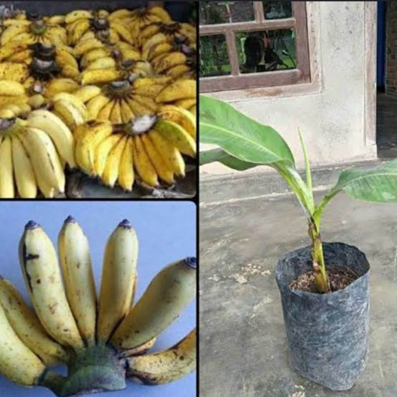 Bibit pisang raja sajen super / bibit pisang raja cere unggul buah lebat