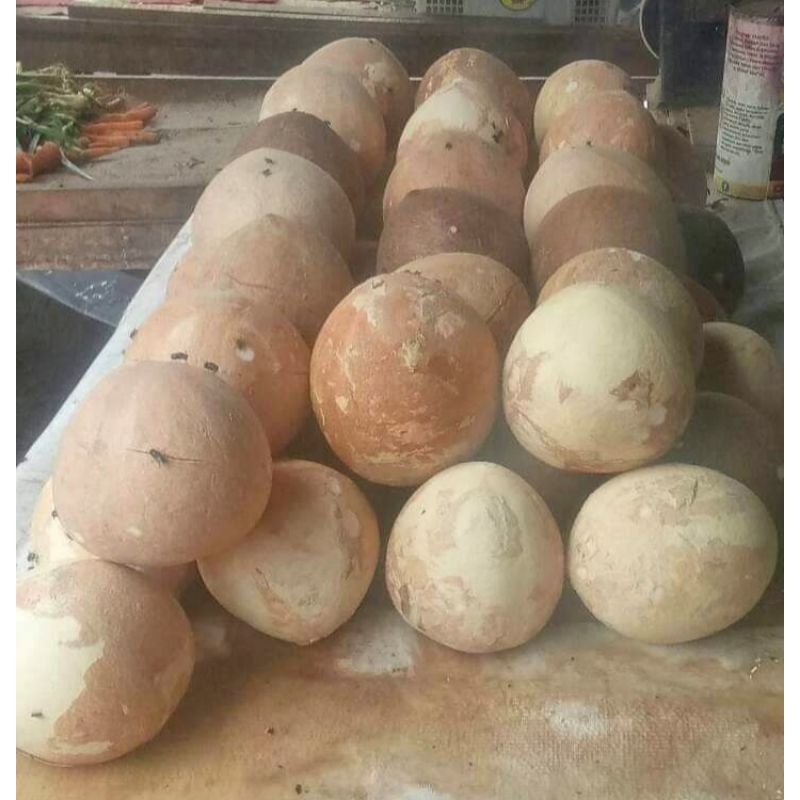 

KELAPATUASANTEN,1buah