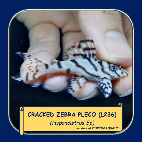 IKAN HIAS AIR TAWAR - NOT ZEBRA PLECO / CRACKED ZEBRA PLECO / HYPANCISTRUS / RB LINE (L236)