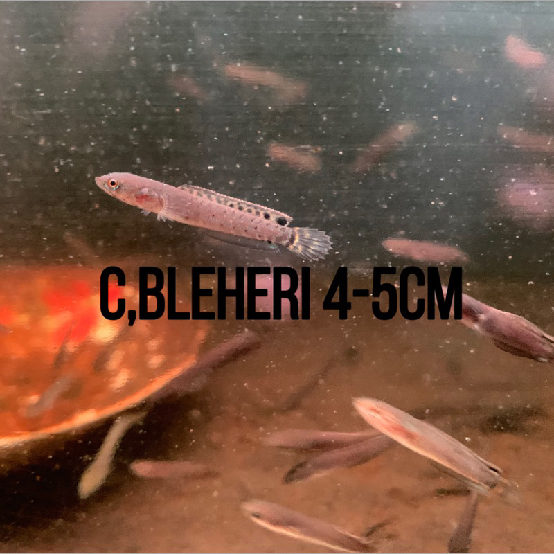 Bleheri Premium/bleheri cb
