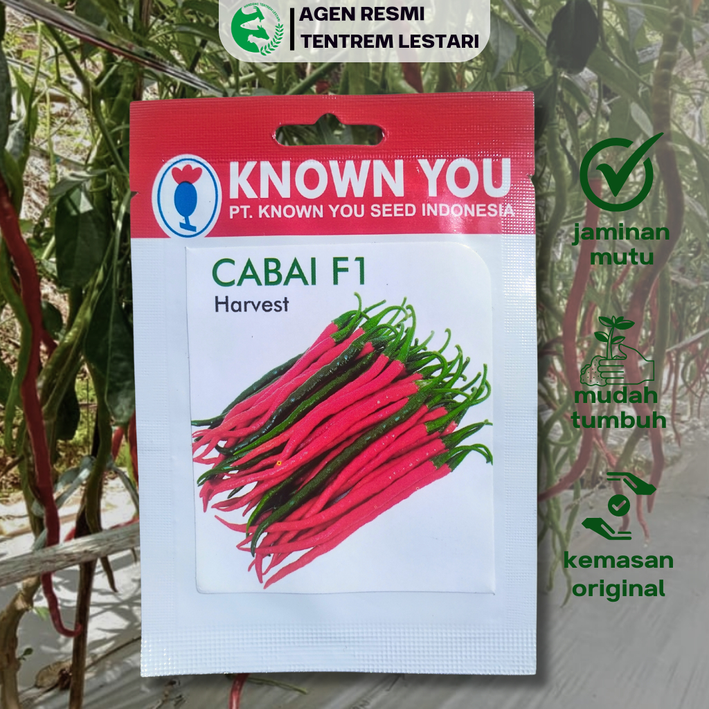 Benih Cabe F1 HARVEST 50 BIJI Known You Seed