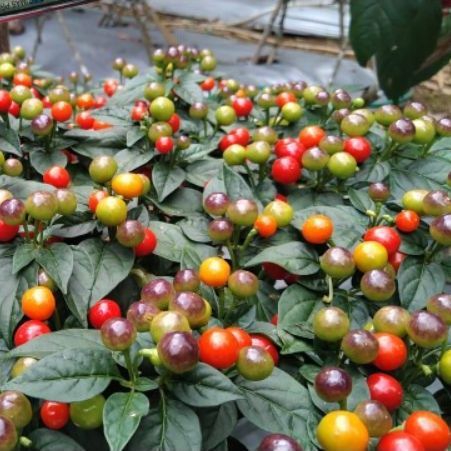 Benih CABE BULAT (isi-4) - Biji Bibit Cabai Hias