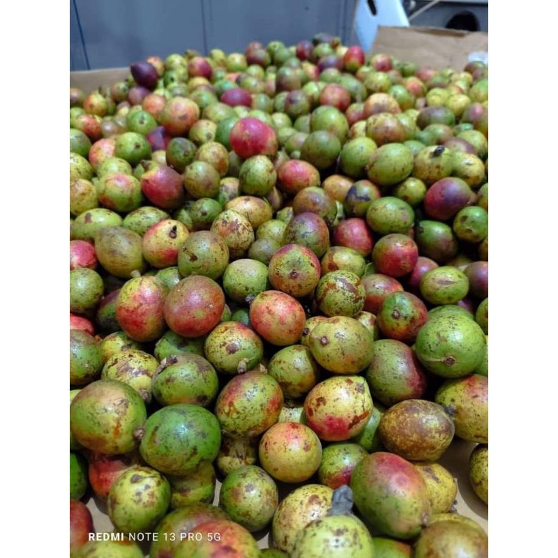 

BUAH MATOA / MATOA MERAH / MATOA HIJAU / MATOA KUNING / GROSIR MATOA / MATOA MURAH / MATOA SEGAR