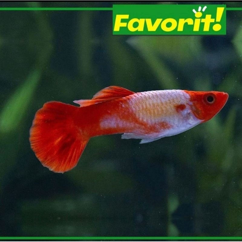Paket Koloni (Isi 10) Ikan Hias Guppy Platinum Koi Jantan Hiasan Aquarium Tanaman Aquascape