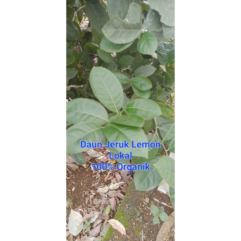 

Daun Jeruk Lemon Lokal | 100gr | Organik | Asli Medan | Daun Murni Tidak Ada Batangnya