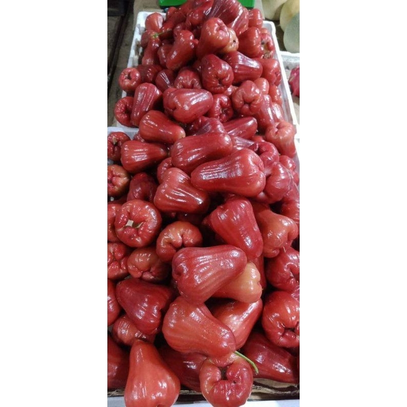 

Jambu Citra buah 1kg fresh