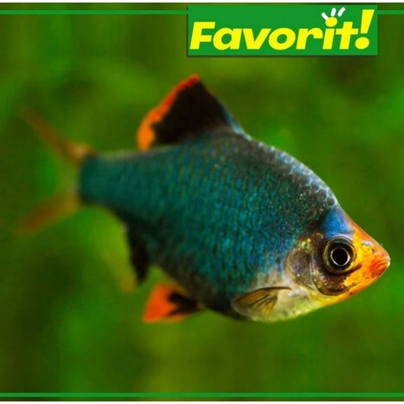 Ikan Hias Green Tetra Sumatera Ikan Hias Aquarium Aquascape Hijau Kuat