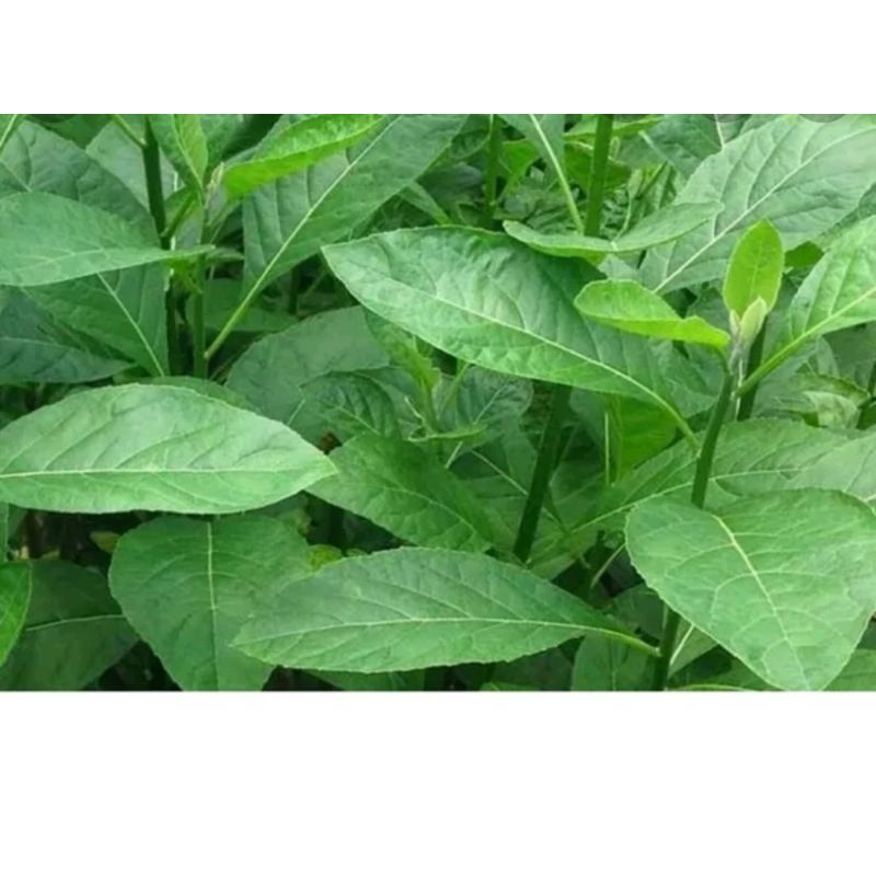

daun afrika 30 lembar