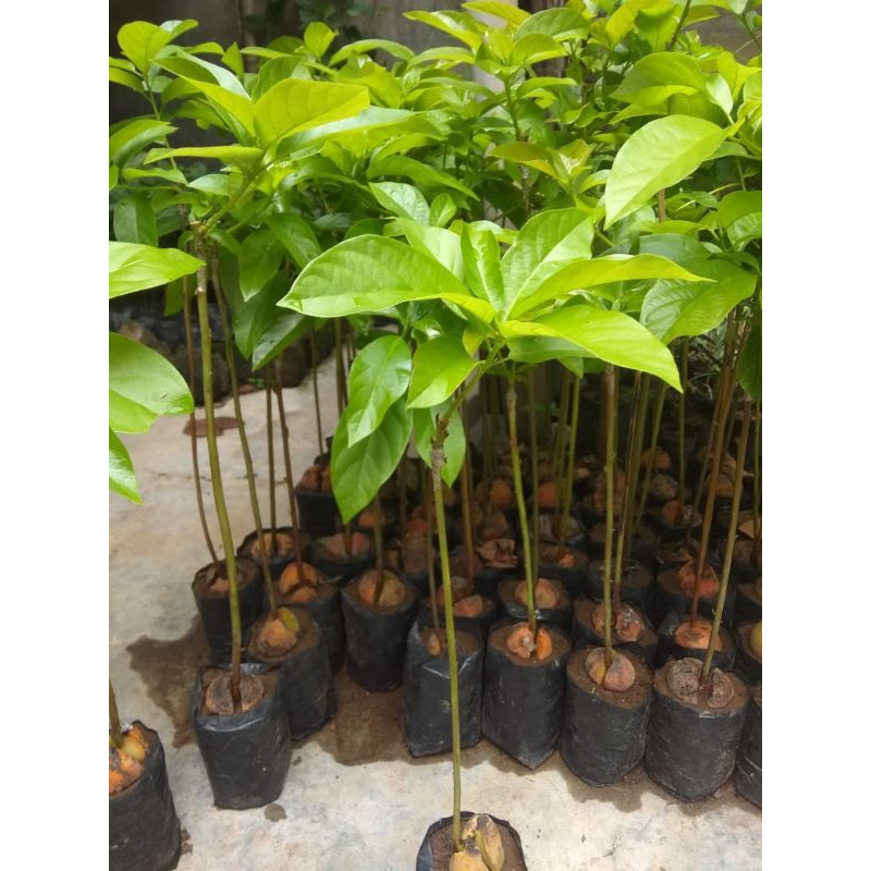 

paket 4 bibit Alpukat stek okulasi varian jenis