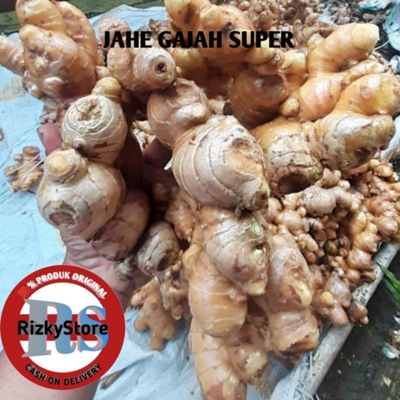 

JAHE GAJAH SUPER KEMASAN 500grm