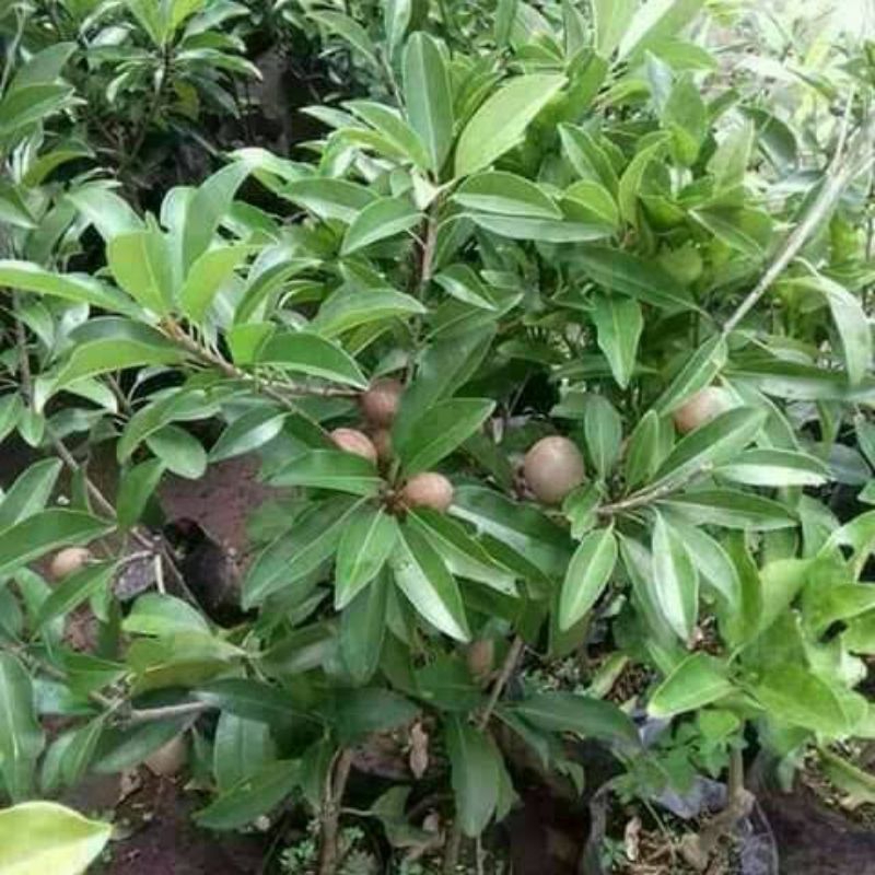 Bibit sawo jumbo okulasi