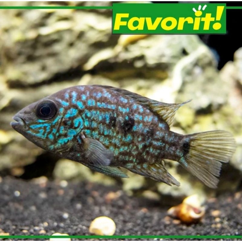 Ikan Hias Cichild Green Texas Hiasan Aquarium Aquascape Air Tawar