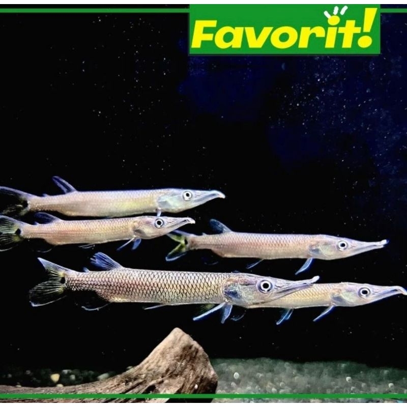 Mini Hujeta Gar Baracuda Air Tawar Ikan Hias Hujeta Gar Hiasan Aquarium Aquascape