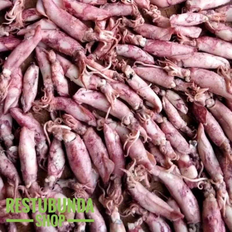 

Cumi Dewasa 3-6cm. 1kg