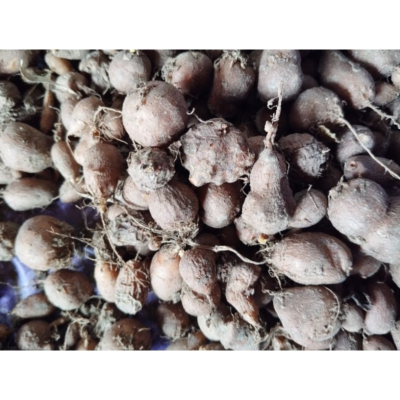 

KENTANG HITAM BERKUALITASB SUPER PREMIUM 500gram READY STOK